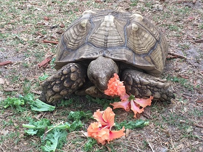 tortoise